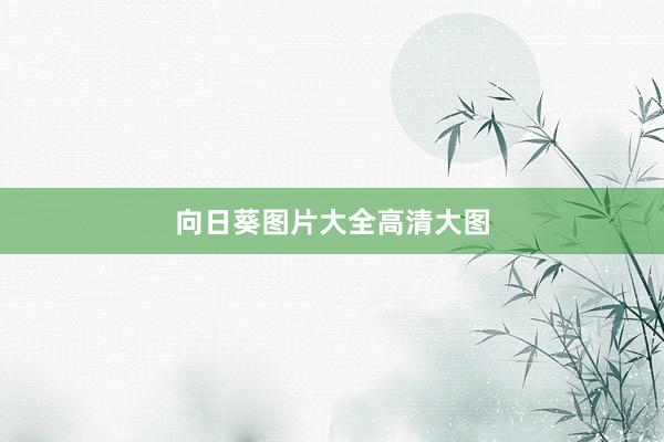 向日葵图片大全高清大图